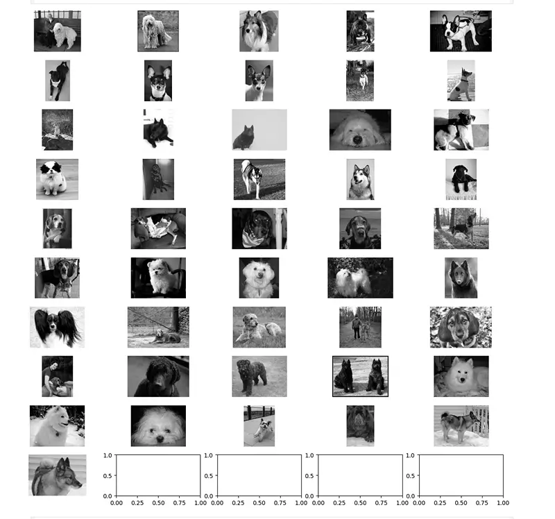 Dogs Black and White
