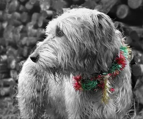 Christmas Pop Dog With Confident Gaze