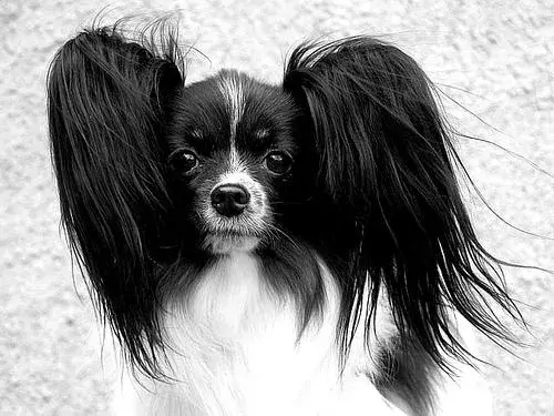 Black and White Dog with Puzzled Gaze