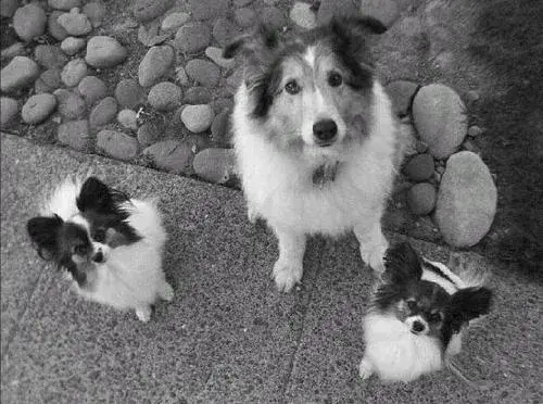 Multiple Black and White Dog with Puzzled Gaze