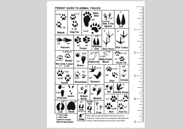 Field Guide
